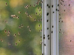 Tela mosquiteiro tec.roma cinza 150